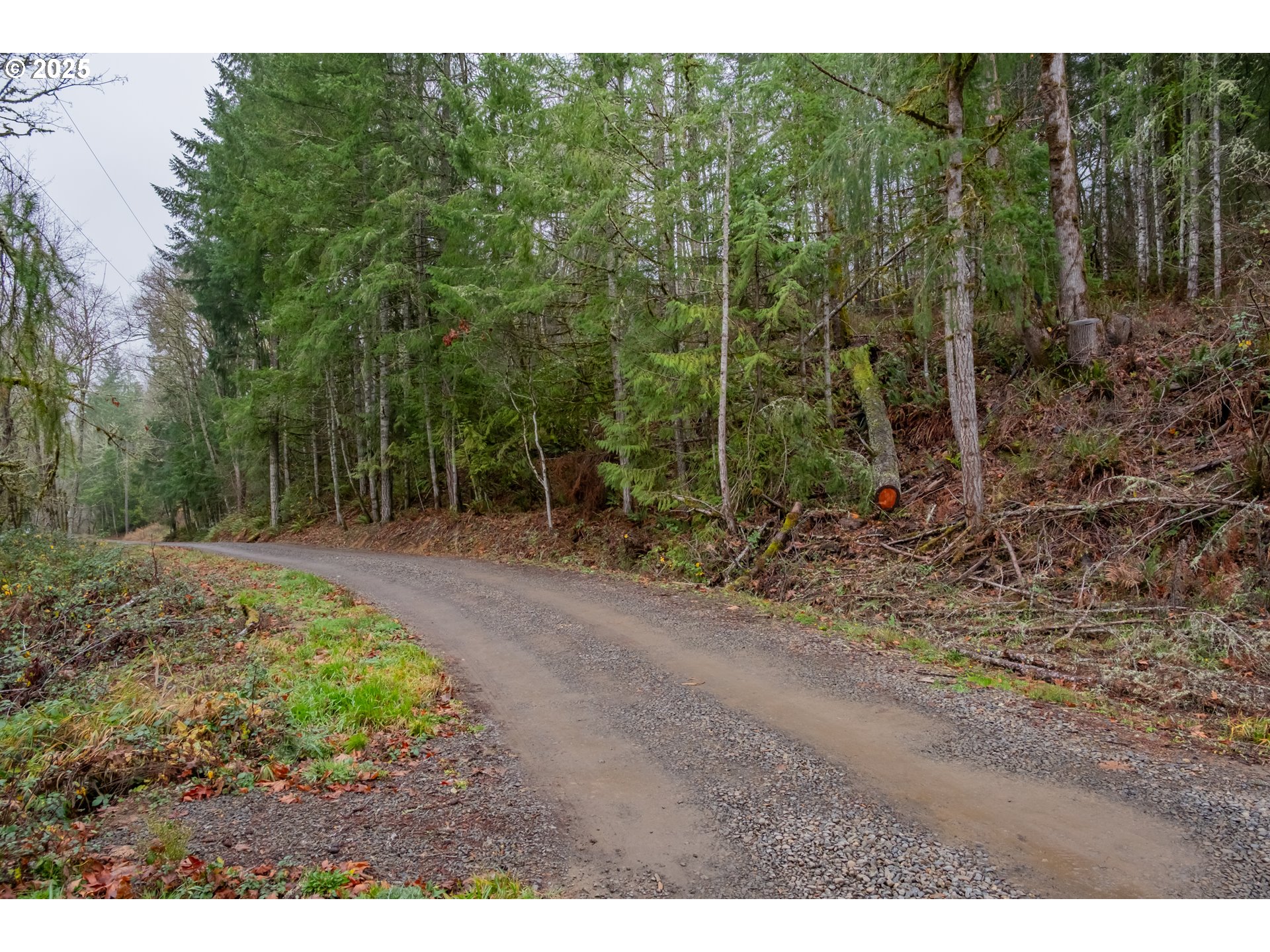 38353 Southwest Laurelwood Road Gaston, OR 97119 - Photo 13 of 17 a view of a forest filled with trees
