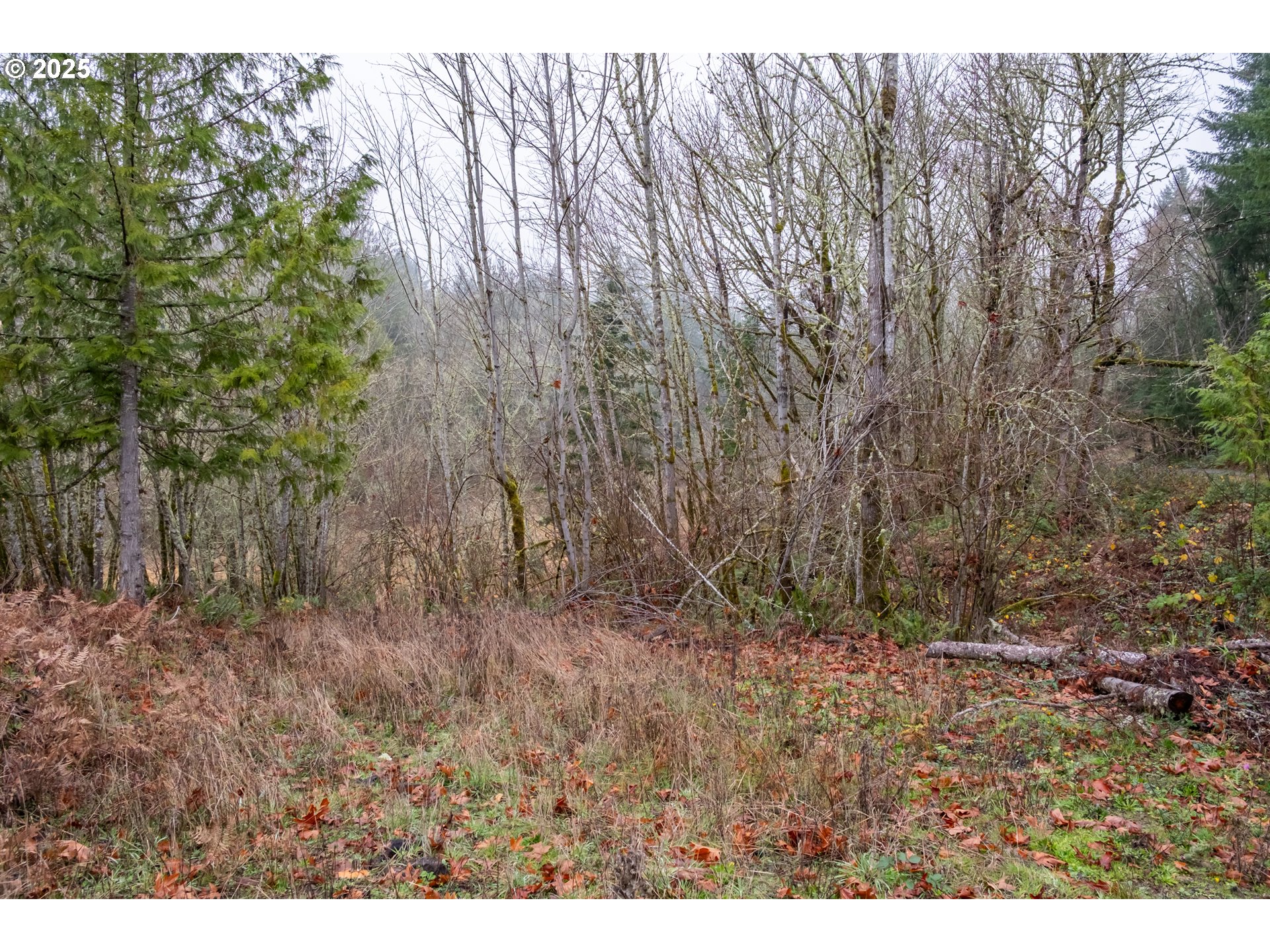 38353 Southwest Laurelwood Road Gaston, OR 97119 - Photo 14 of 17 a view of open space with trees