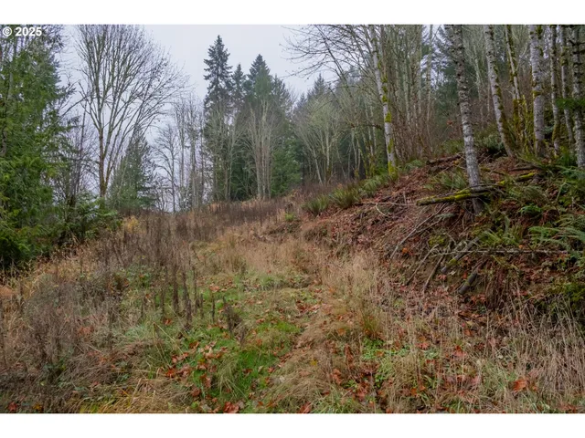 a view of a yard with trees in front of it