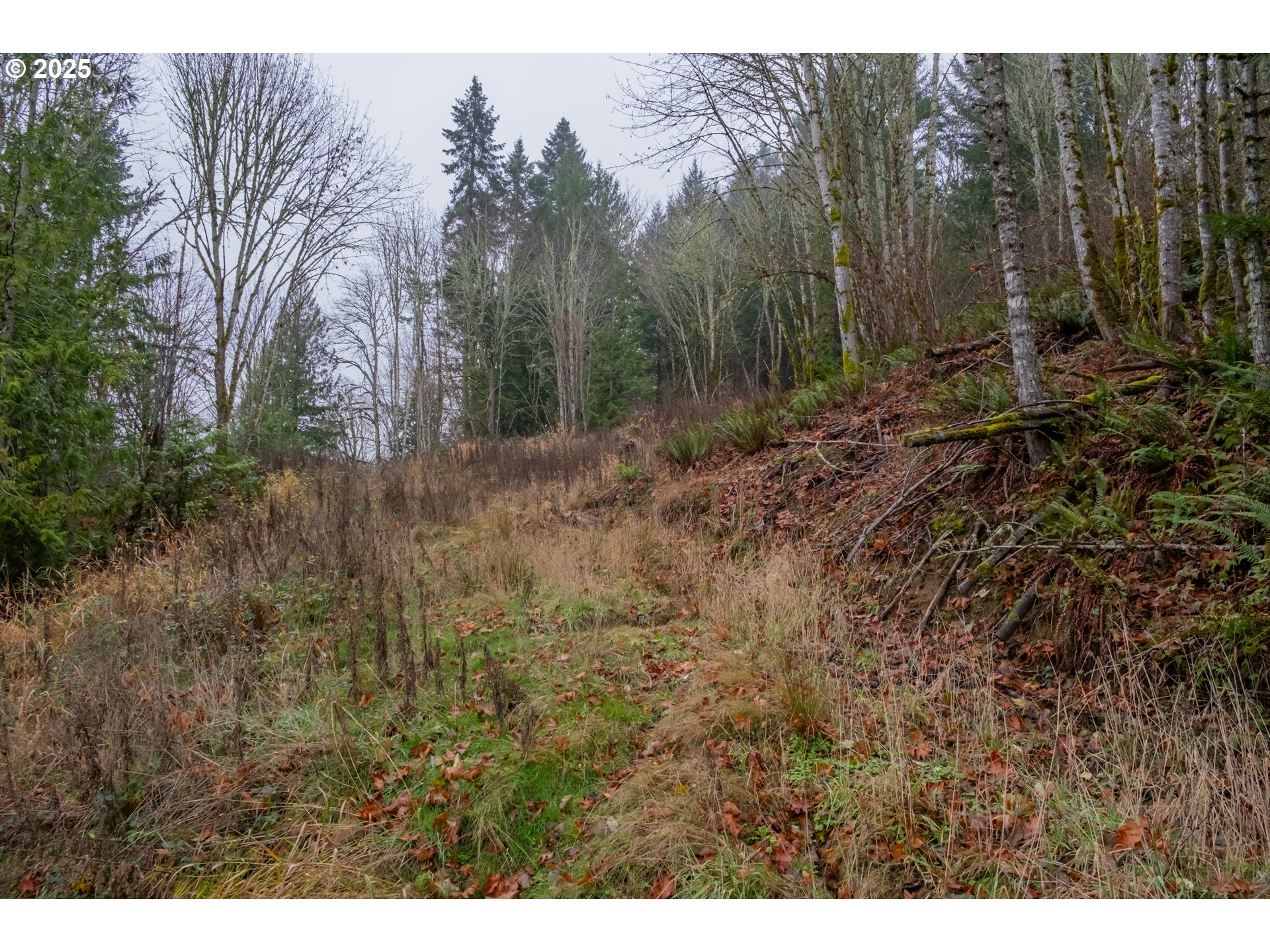 38353 Southwest Laurelwood Road Gaston, OR 97119 - Photo 3 of 17 a view of a yard with trees in front of it
