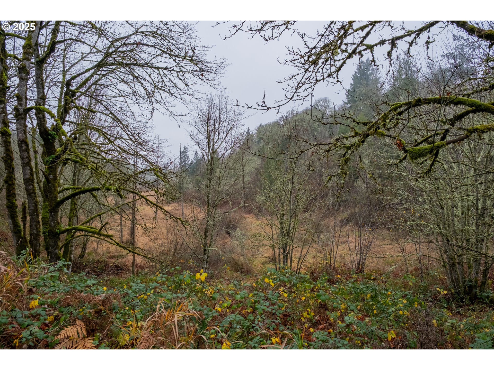 38353 Southwest Laurelwood Road Gaston, OR 97119 - Photo 4 of 17 a view of outdoor space and yard
