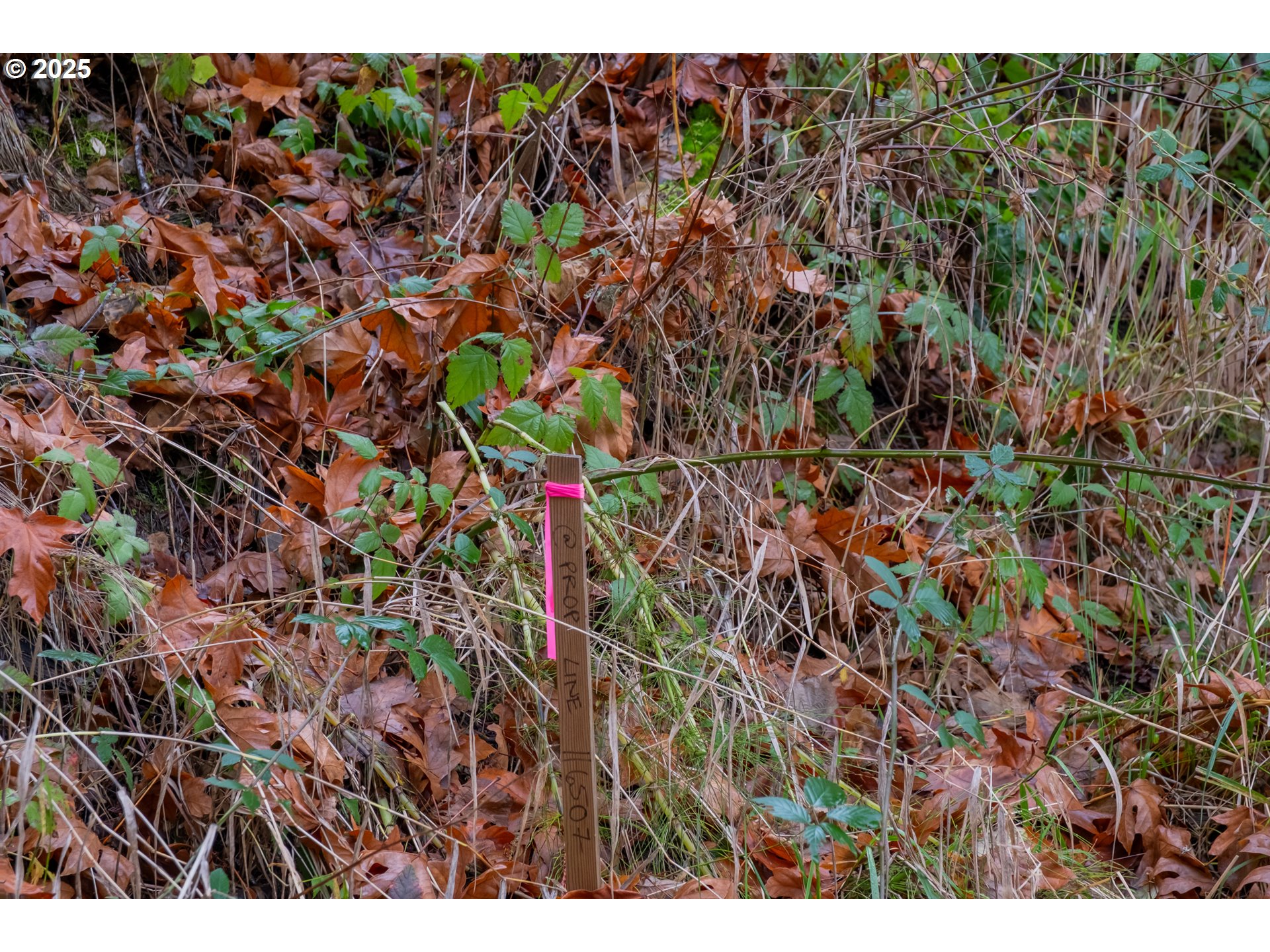 38353 Southwest Laurelwood Road Gaston, OR 97119 - Photo 10 of 17 a view of a plant with a plant