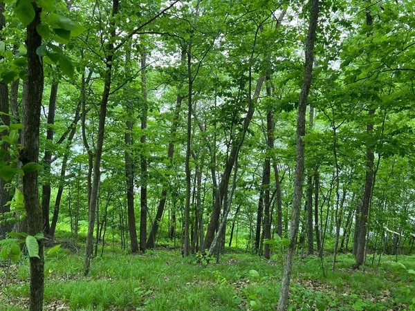 $234,884 | 5585 Woods Bay Drive Northeast, Outing, MN 56662