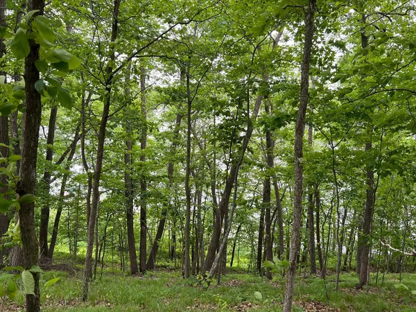 $234,884 | 5585 Woods Bay Drive Northeast, Outing, MN 56662