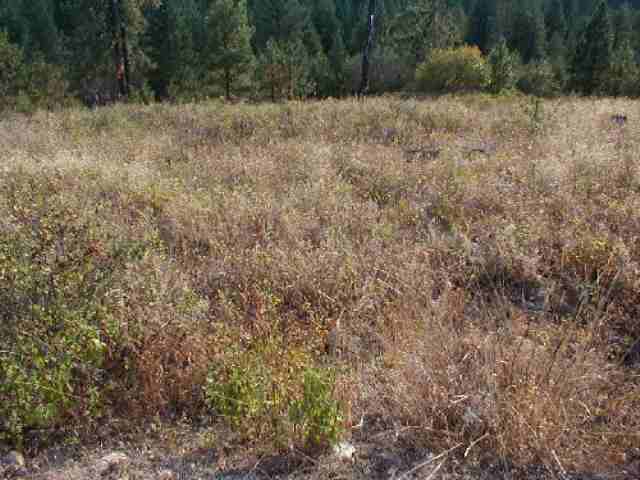 Tbd West Jump Off Joe Road Valley, WA 99181 - Photo 4 of 9