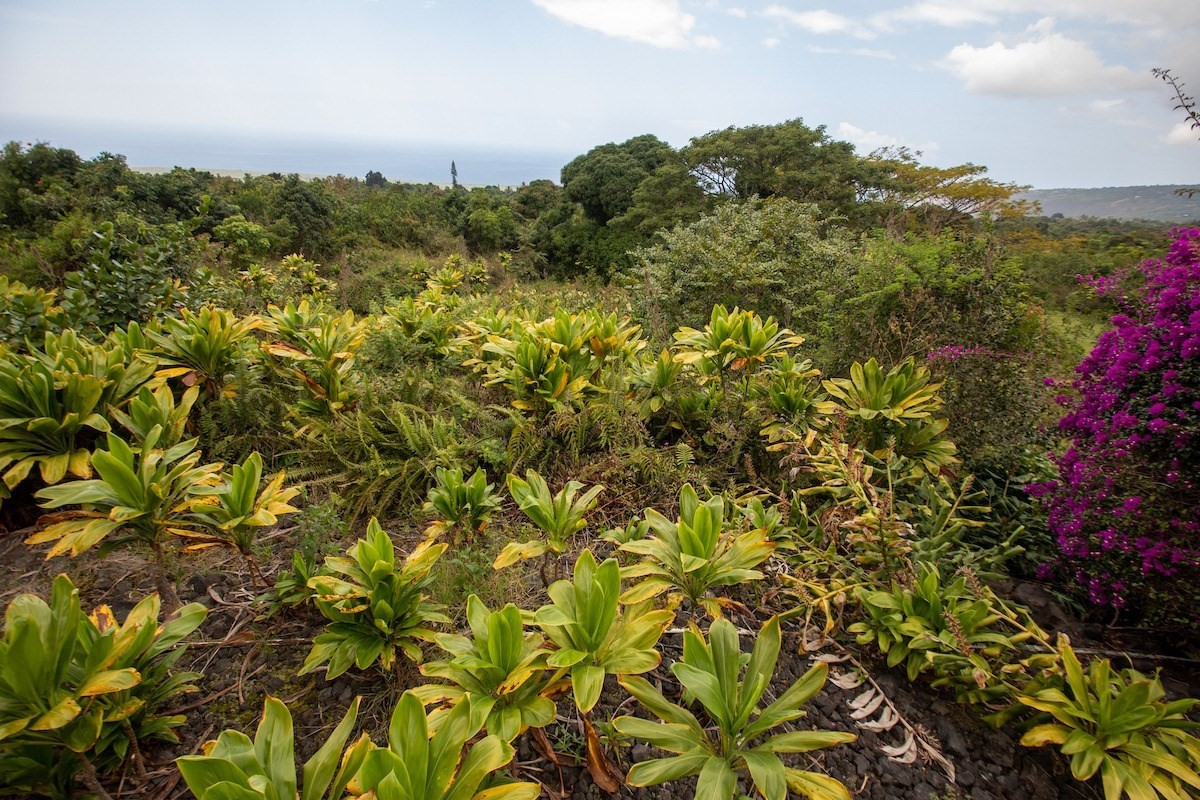 Keei Road Captain Cook, HI 96704 - Photo 1 of 3 Gallery Image 1