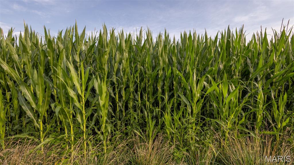 0 Sand Creek Bottom Road Greentop, MO 63546 - Photo 7 of 49