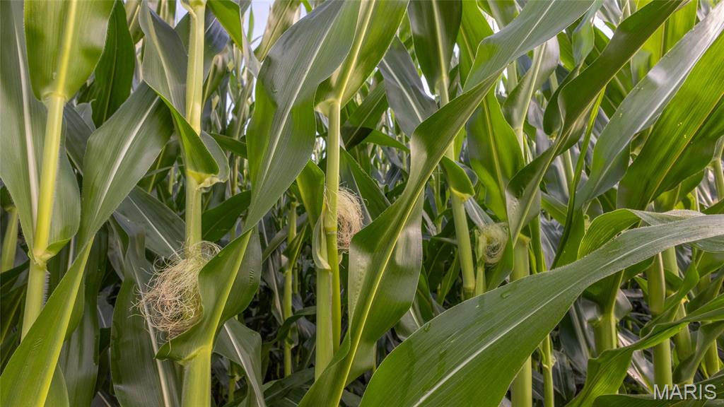 0 Sand Creek Bottom Road Greentop, MO 63546 - Photo 9 of 49