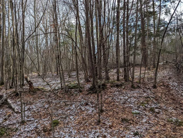 a view of a forest with trees