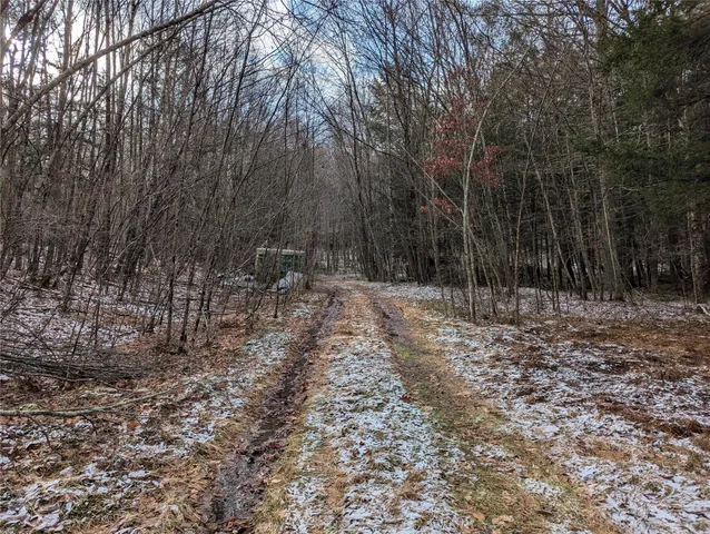 a view of a yard with trees