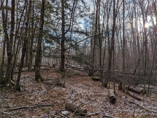 a view of a forest with trees in the background