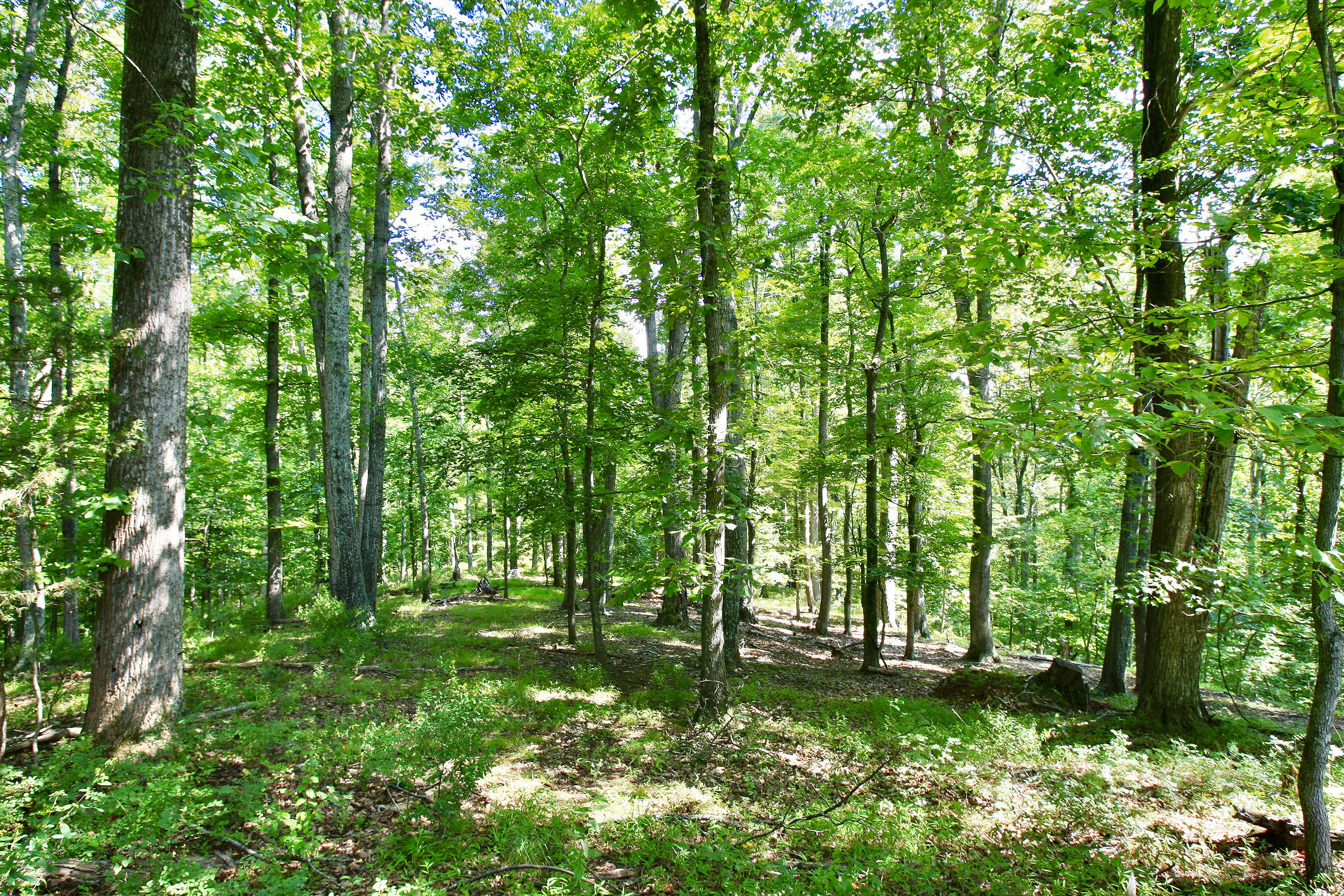 151 Ellis Road Hardy, VA 24101 - Photo 26 of 131 _V4B2083.jpeg