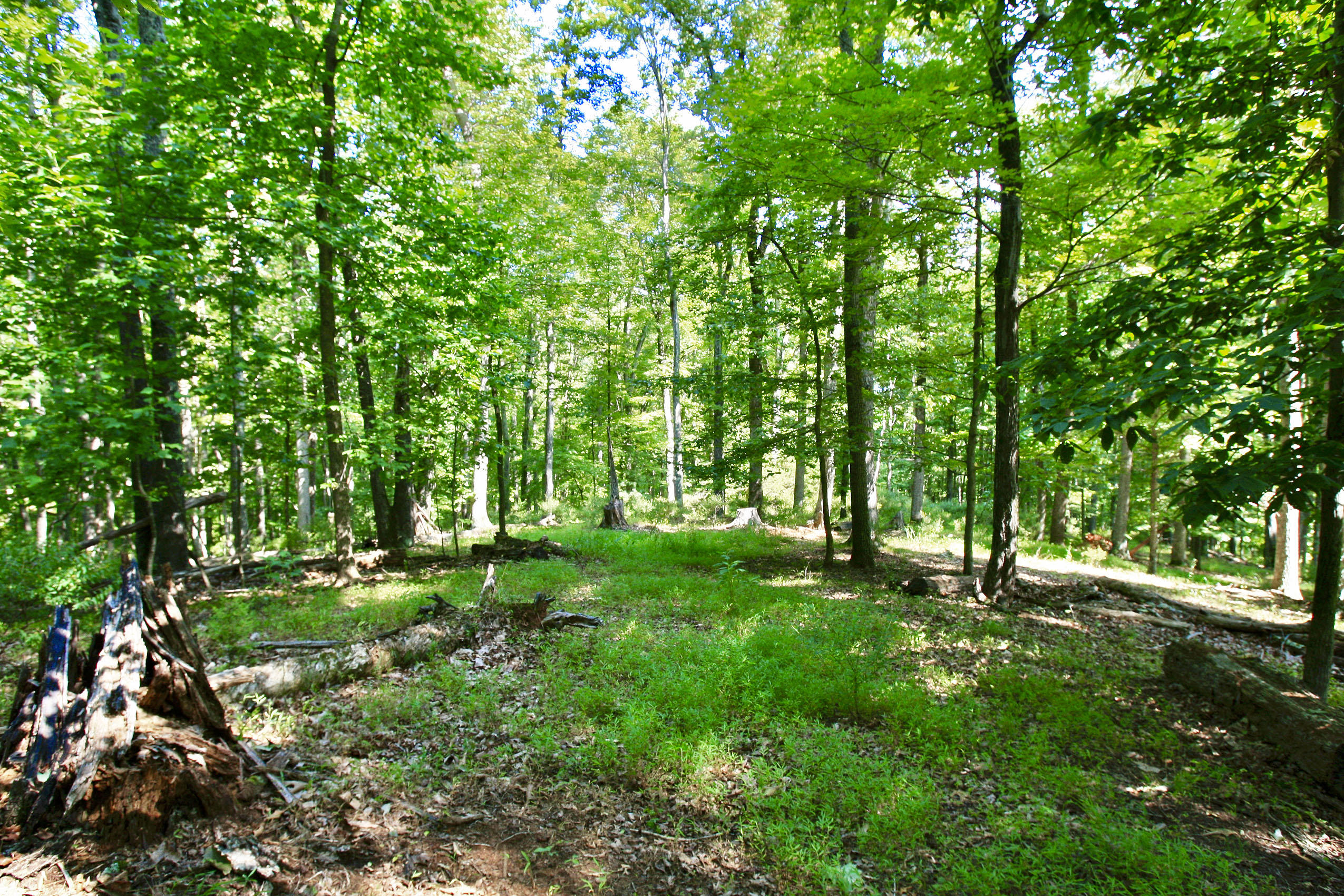 151 Ellis Road Hardy, VA 24101 - Photo 27 of 131 _V4B2084.jpeg