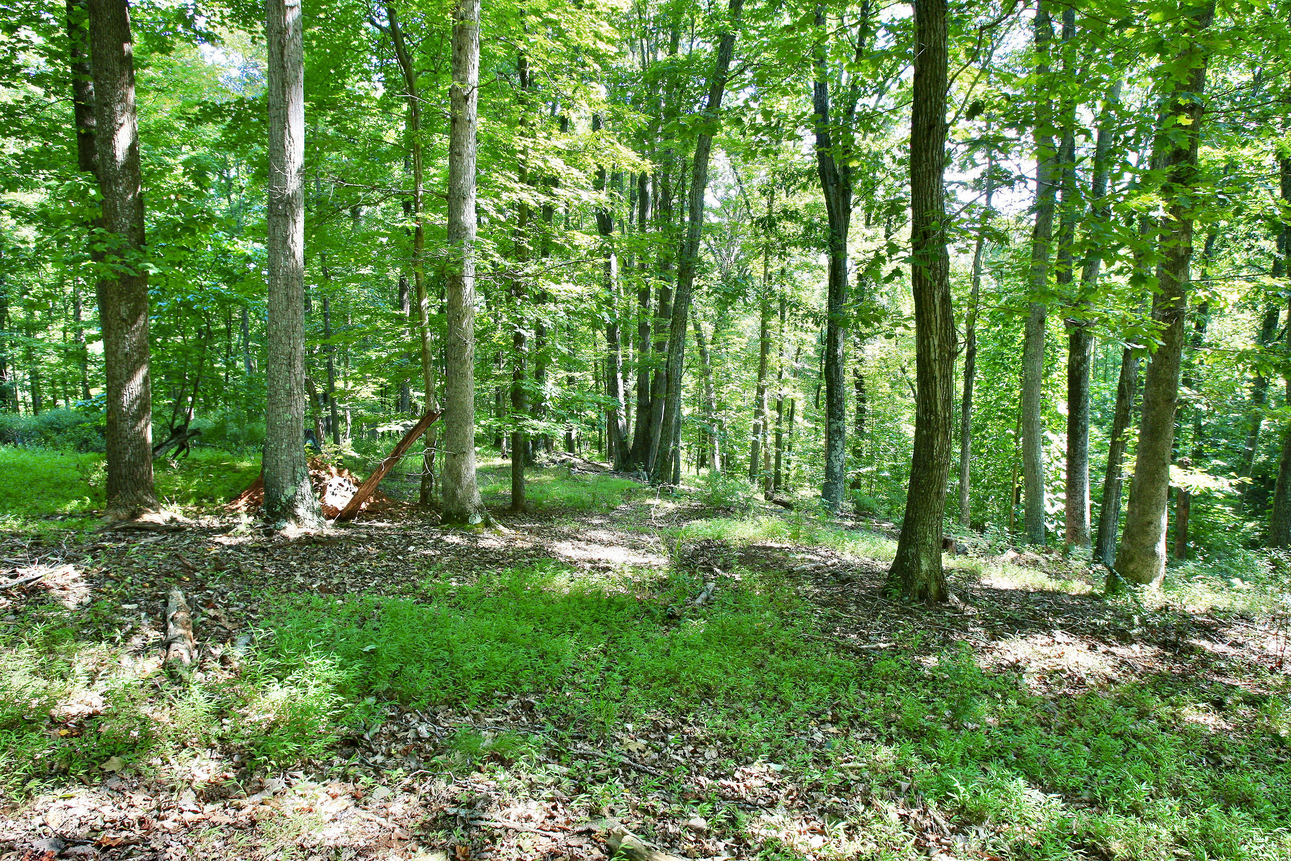 151 Ellis Road Hardy, VA 24101 - Photo 29 of 131 _V4B2086.jpeg