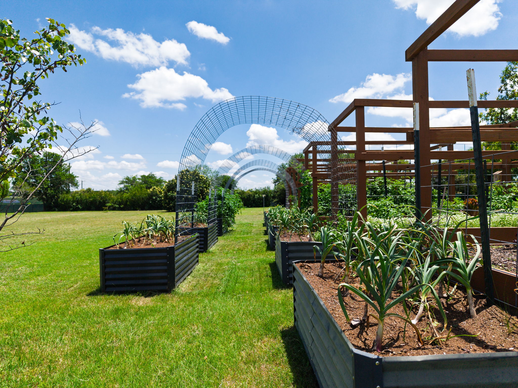 120 Rae Lane Jarrell, TX 76537 - Photo 17 of 40 Expansive outdoor space featuring multiple raised garden beds, a series of metal arch trellises, and wooden garden structures