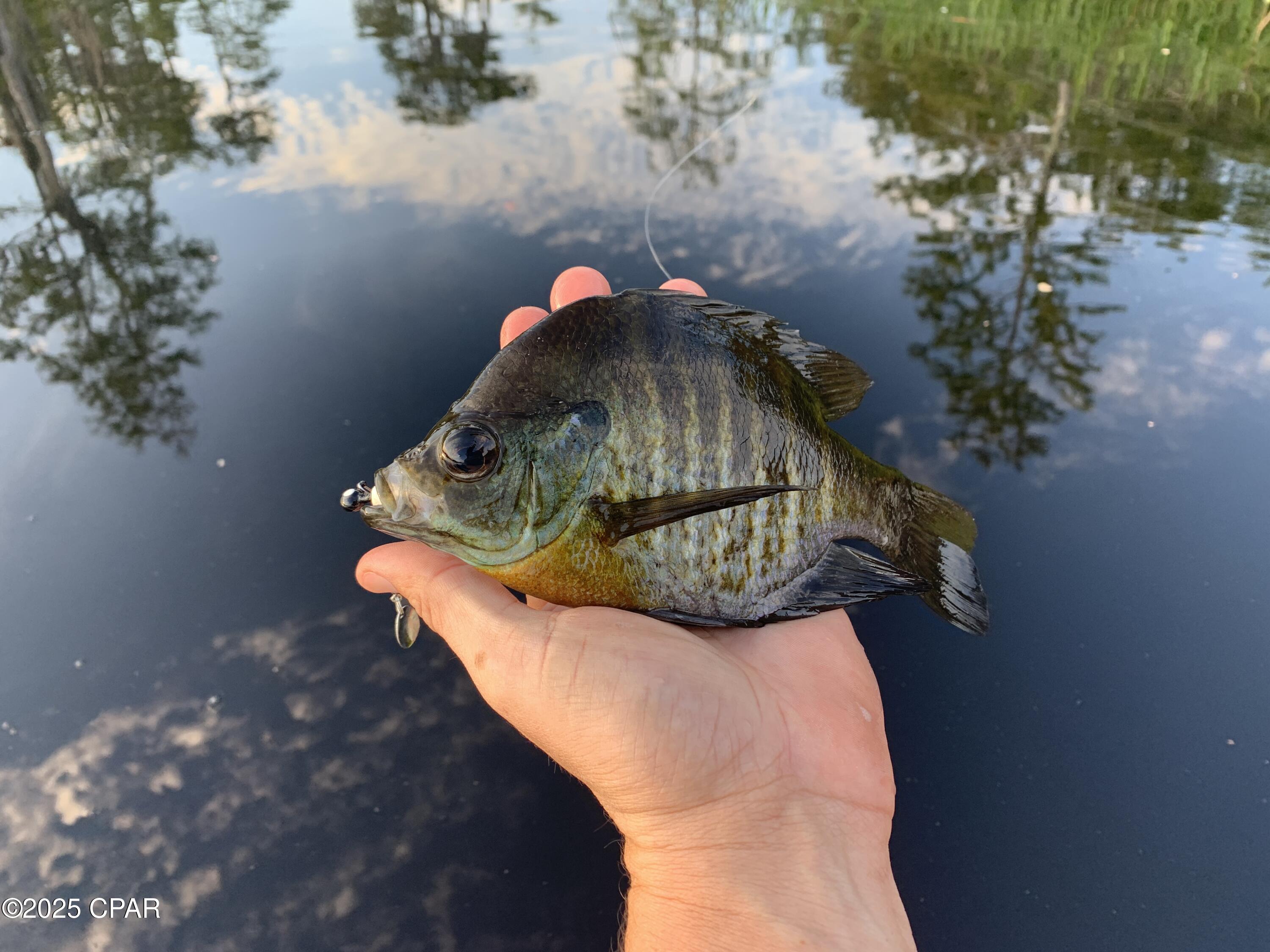 Lot 37 Cove Road Chipley, FL 32428 - Photo 24 of 35
