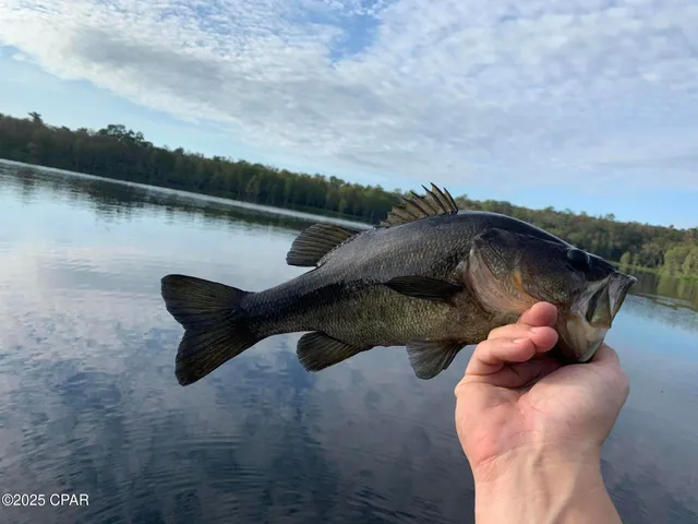 $85,000 | Lot 37 Cove Road, Chipley, FL 32428