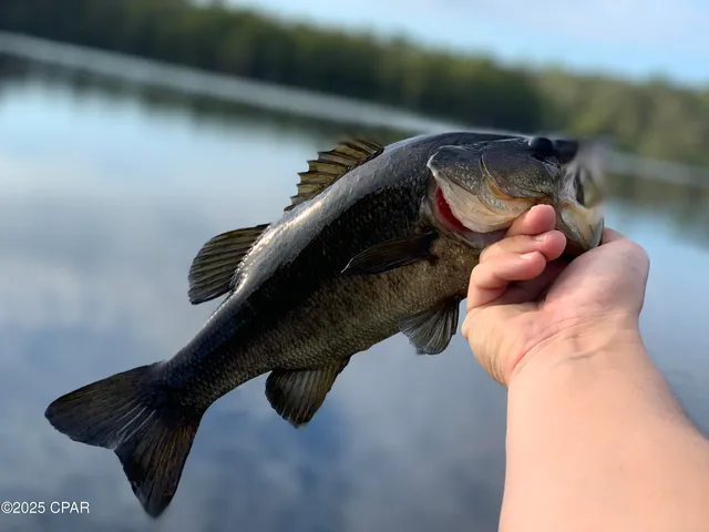 $85,000 | Lot 37 Cove Road, Chipley, FL 32428