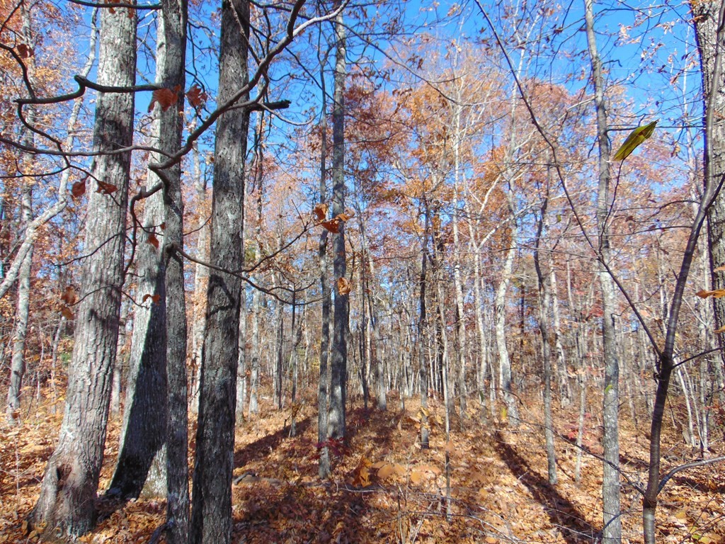 0 Raccoon Ridge Road Spring City, TN 37381 - Photo 7 of 70