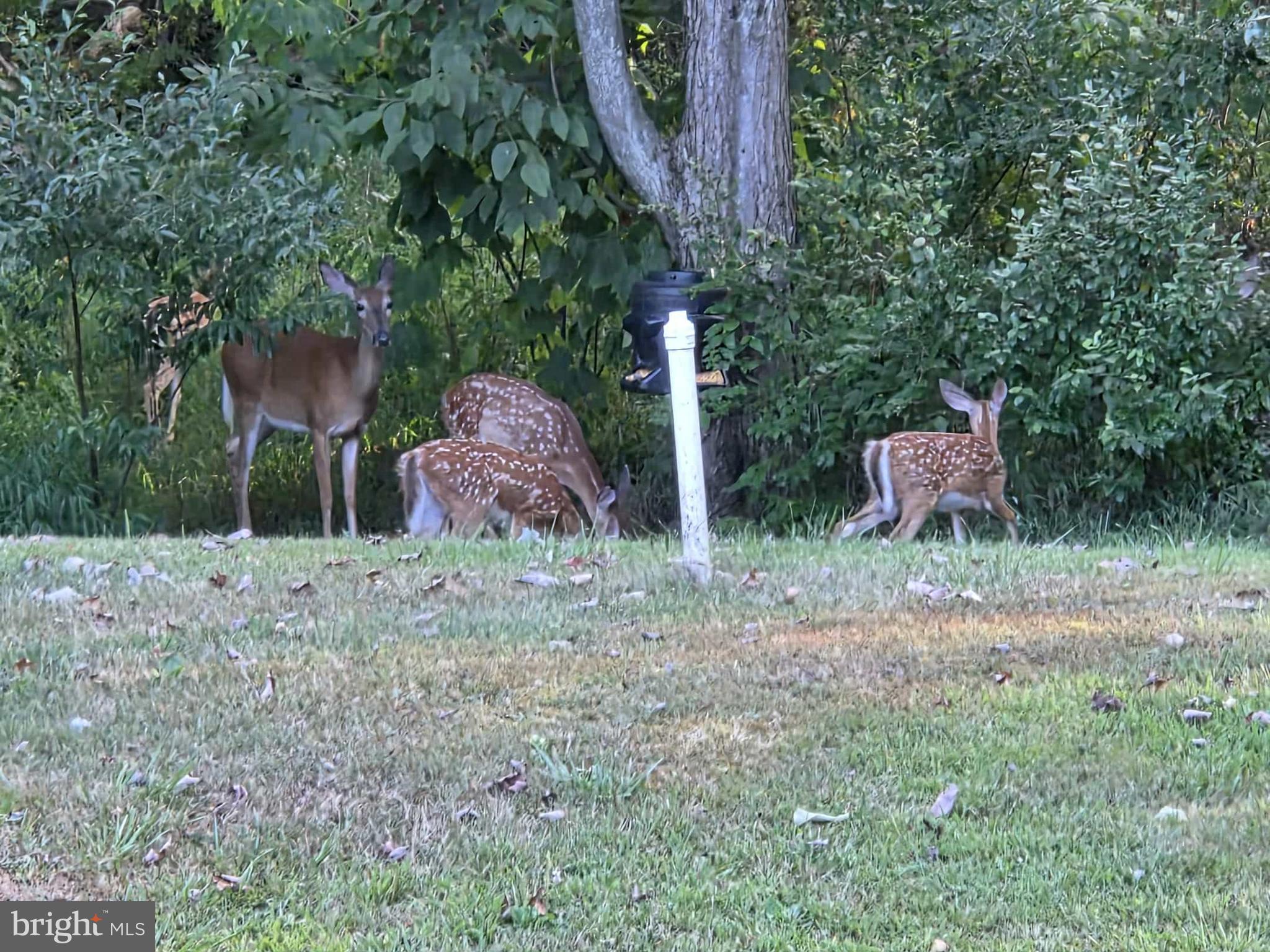 198 North Hunter Run Road Howard, PA 16841 - Photo 62 of 69 a backyard of a house with lots of green space