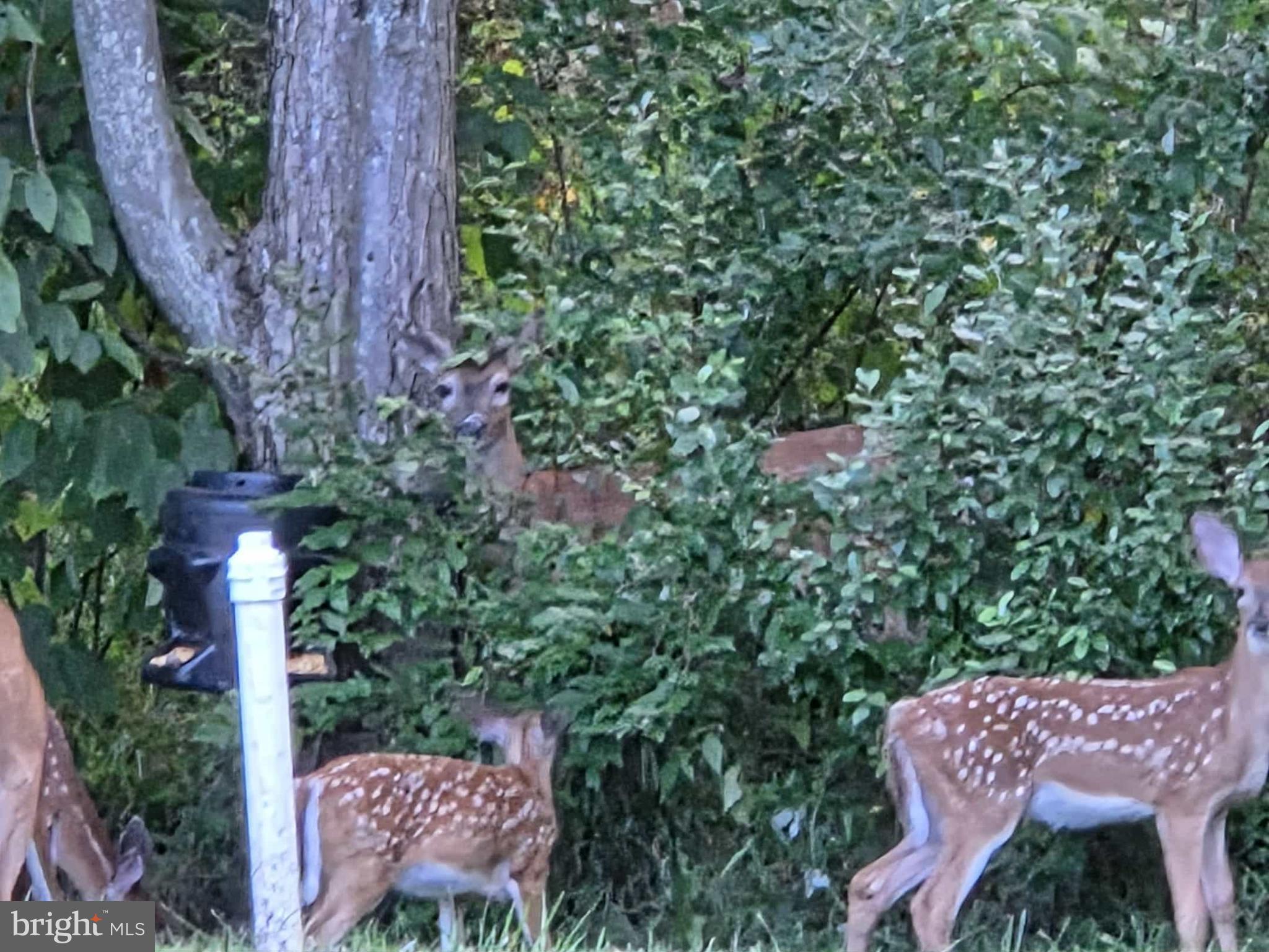 198 North Hunter Run Road Howard, PA 16841 - Photo 64 of 72