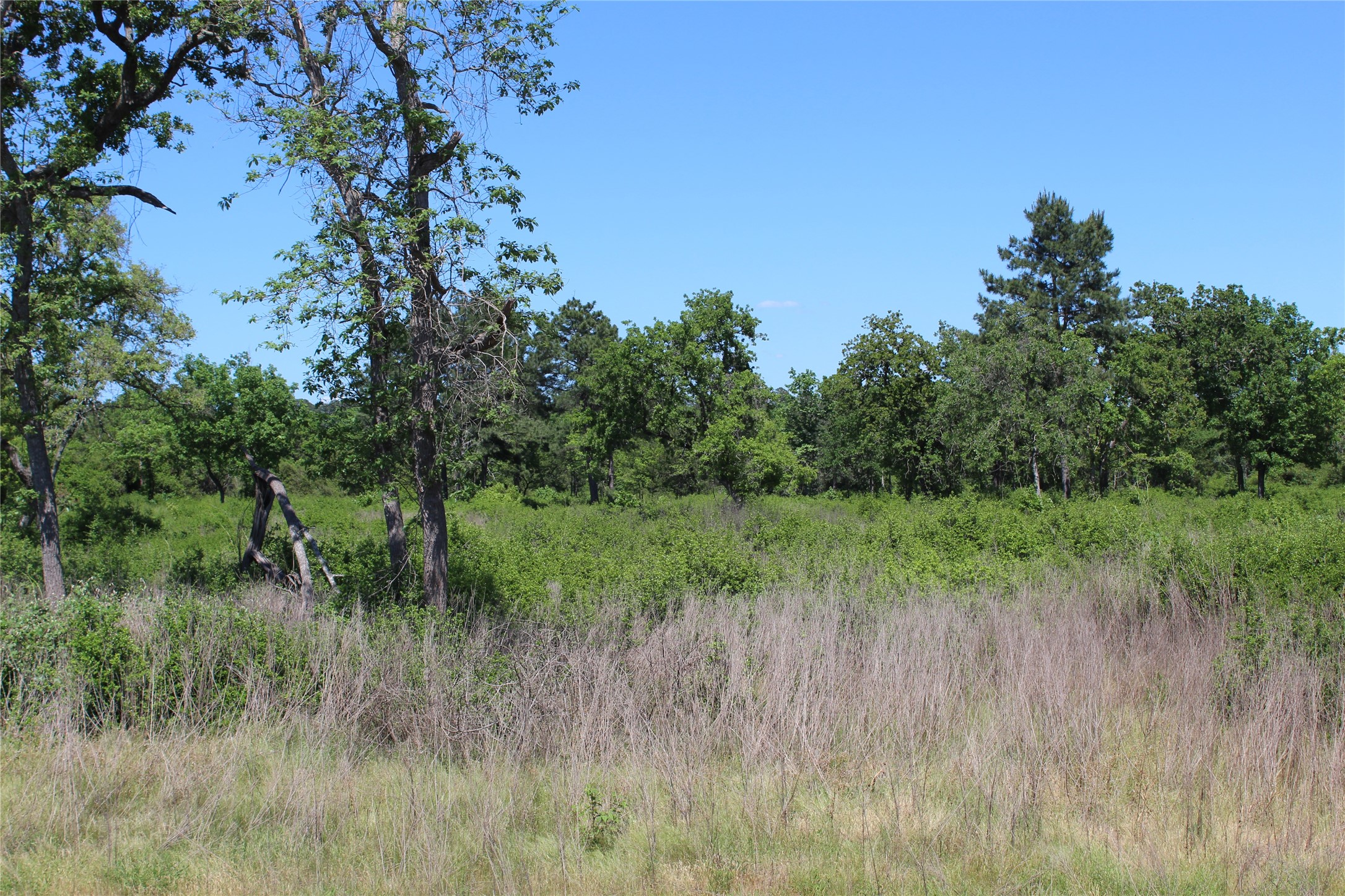 53 Pr 1315 Road Centerville, TX 75833 - Photo 4 of 8 a view of a lush green space