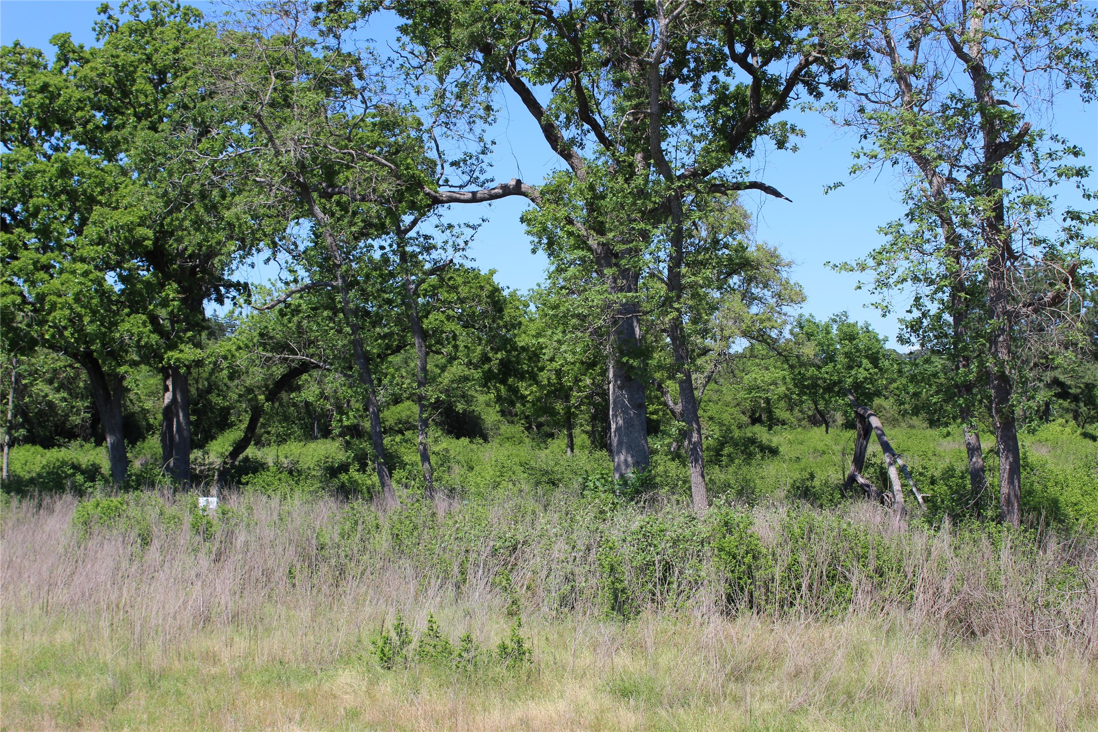 53 Pr 1315 Road Centerville, TX 75833 - Photo 5 of 8 a view of a lush green forest