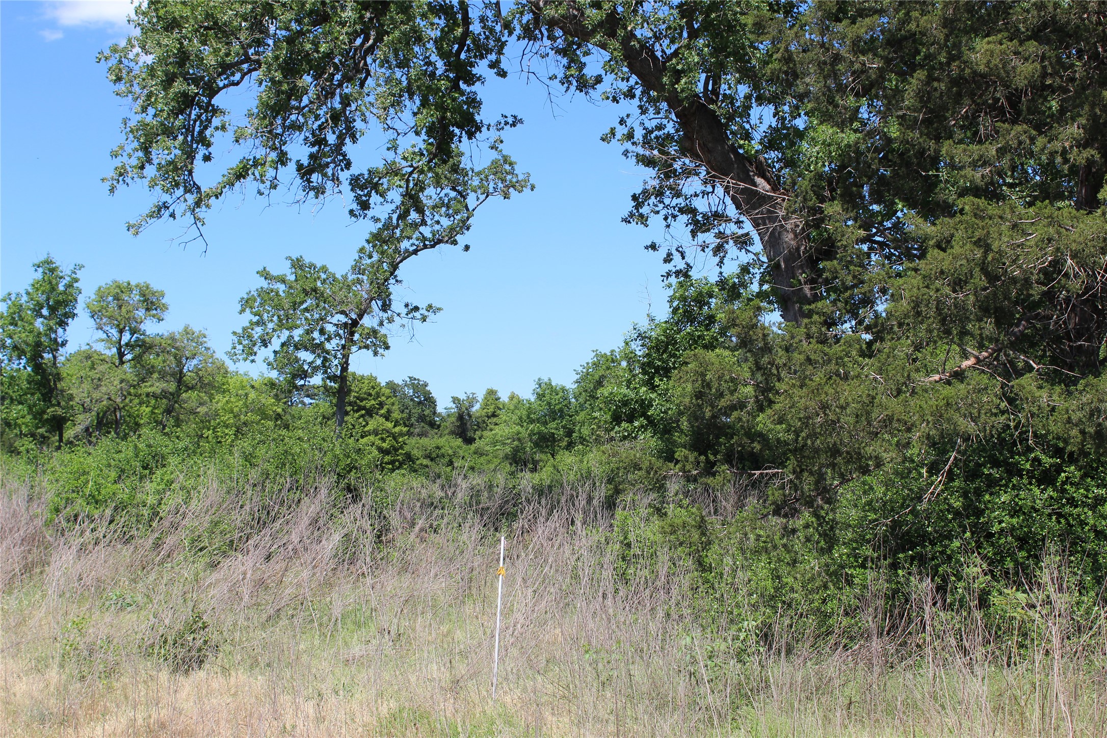 53 Pr 1315 Road Centerville, TX 75833 - Photo 6 of 8 a view of a lush green forest with lots of trees