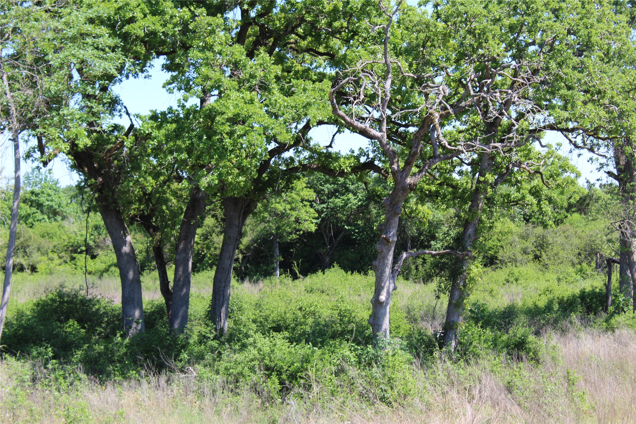 53 Pr 1315 Road Centerville, TX 75833 - Photo 7 of 8