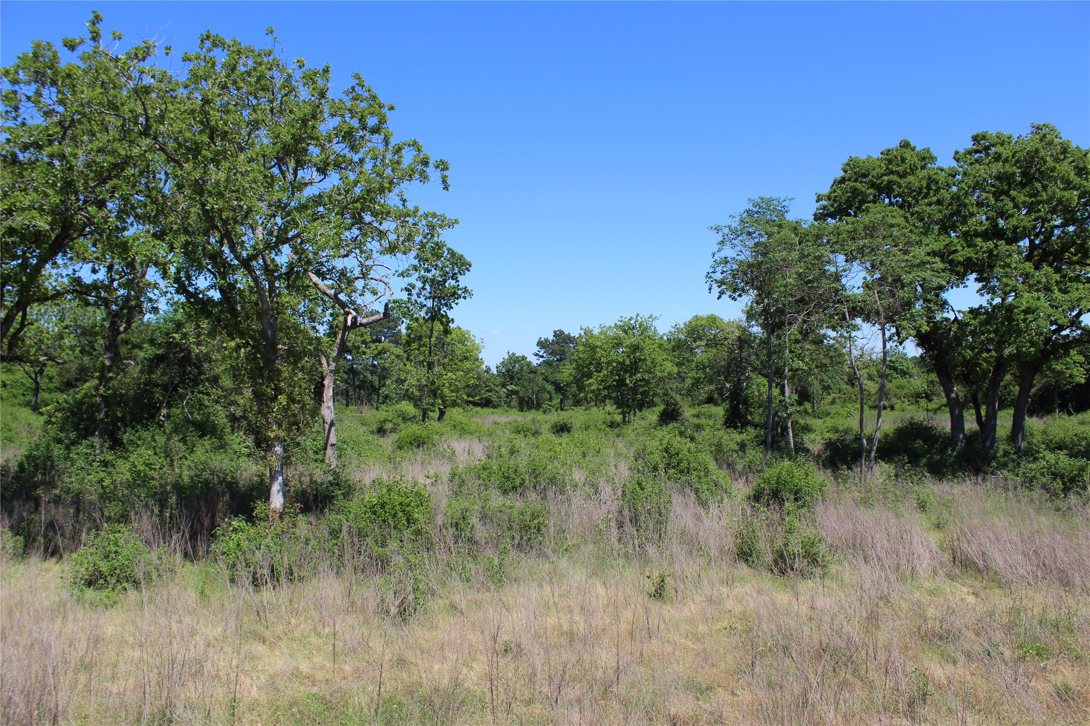 53 Pr 1315 Road Centerville, TX 75833 - Photo 8 of 8 a view of a lush green forest with lots of trees