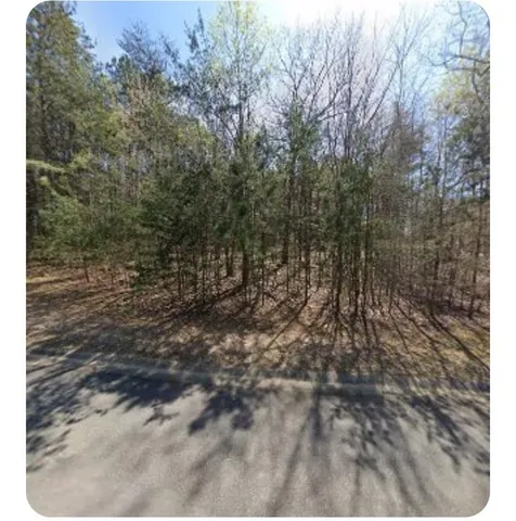 a view of a forest with trees