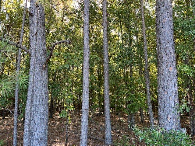 244 Blueville Road Buena Vista, GA 31803 - Photo 2 of 4