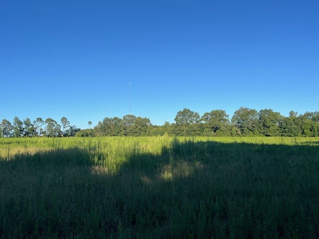 244 Blueville Road Buena Vista, GA 31803 - Photo 3 of 4