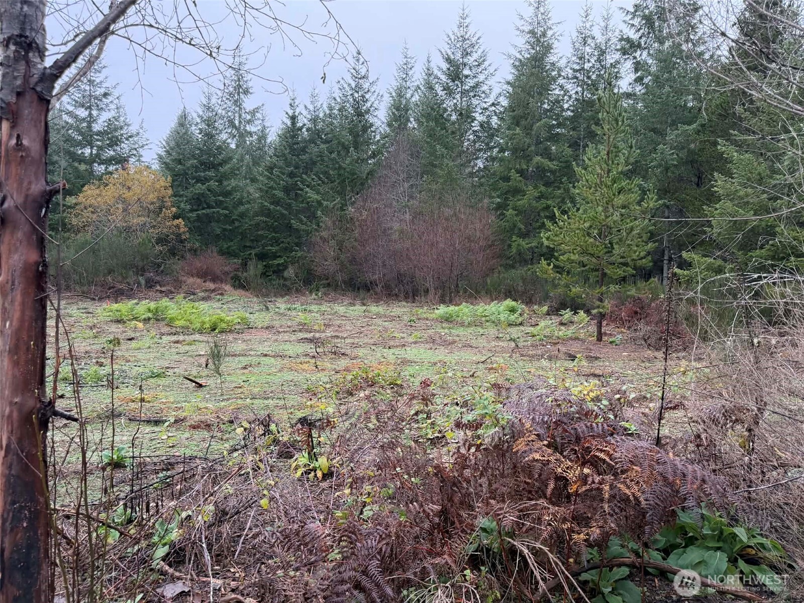 3791 Northeast Sand Hill Road Belfair, WA 98528 - Photo 8 of 13 a view of a yard with plants and trees