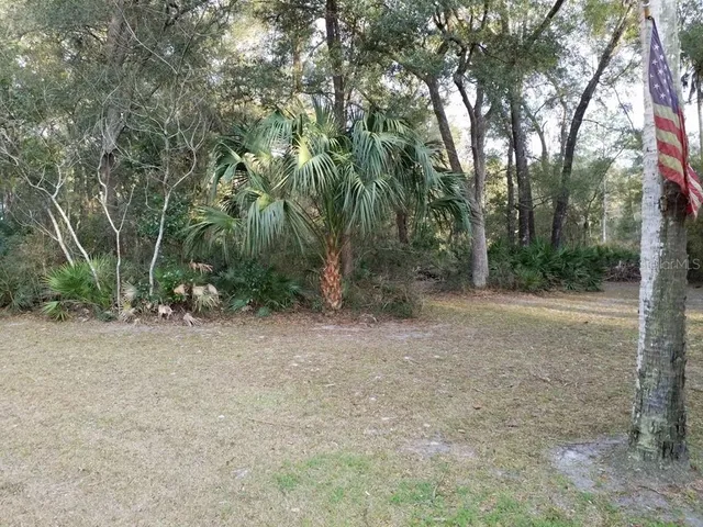 a view of a forest with trees in the background