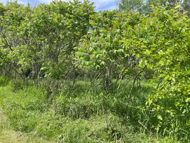 $60,000 | Vl Vl Ray And Elm Street, New Era, MI 49446