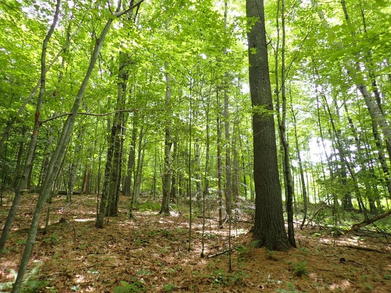 68 Norris Road Orford, NH 03777 - Photo 21 of 46