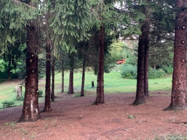 10182 Hamborg Road Roscoe, IL 61073 - Photo 16 of 23 a view of some trees and tree
