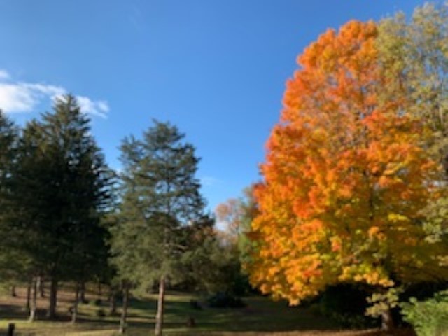 10182 Hamborg Road Roscoe, IL 61073 - Photo 19 of 23 a view of a multi story yard