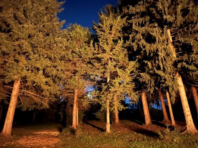 10182 Hamborg Road Roscoe, IL 61073 - Photo 22 of 23 a view of tree