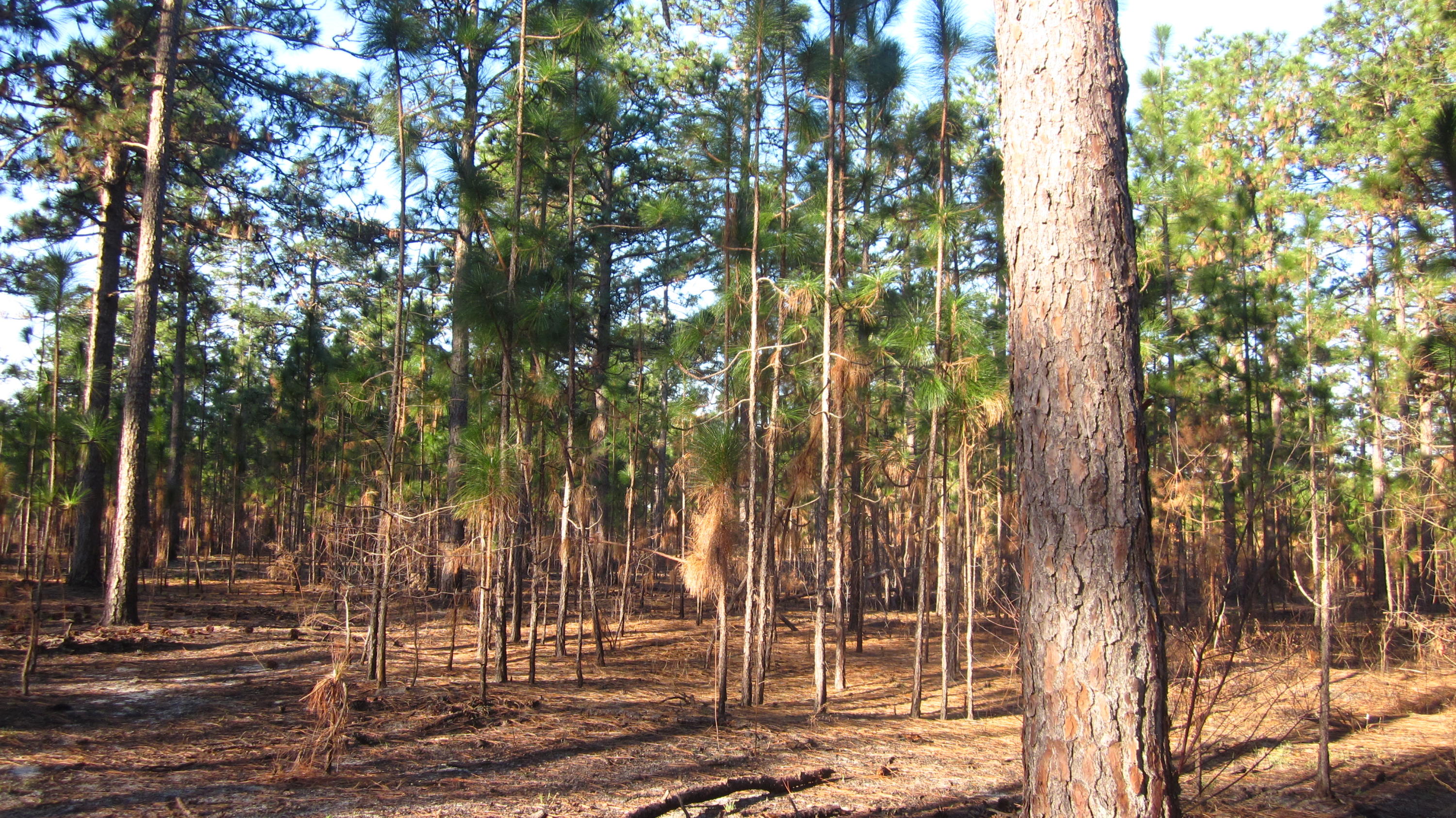 875 Furr Road Vass, NC 28394 - Photo 6 of 11 IMG_5201
