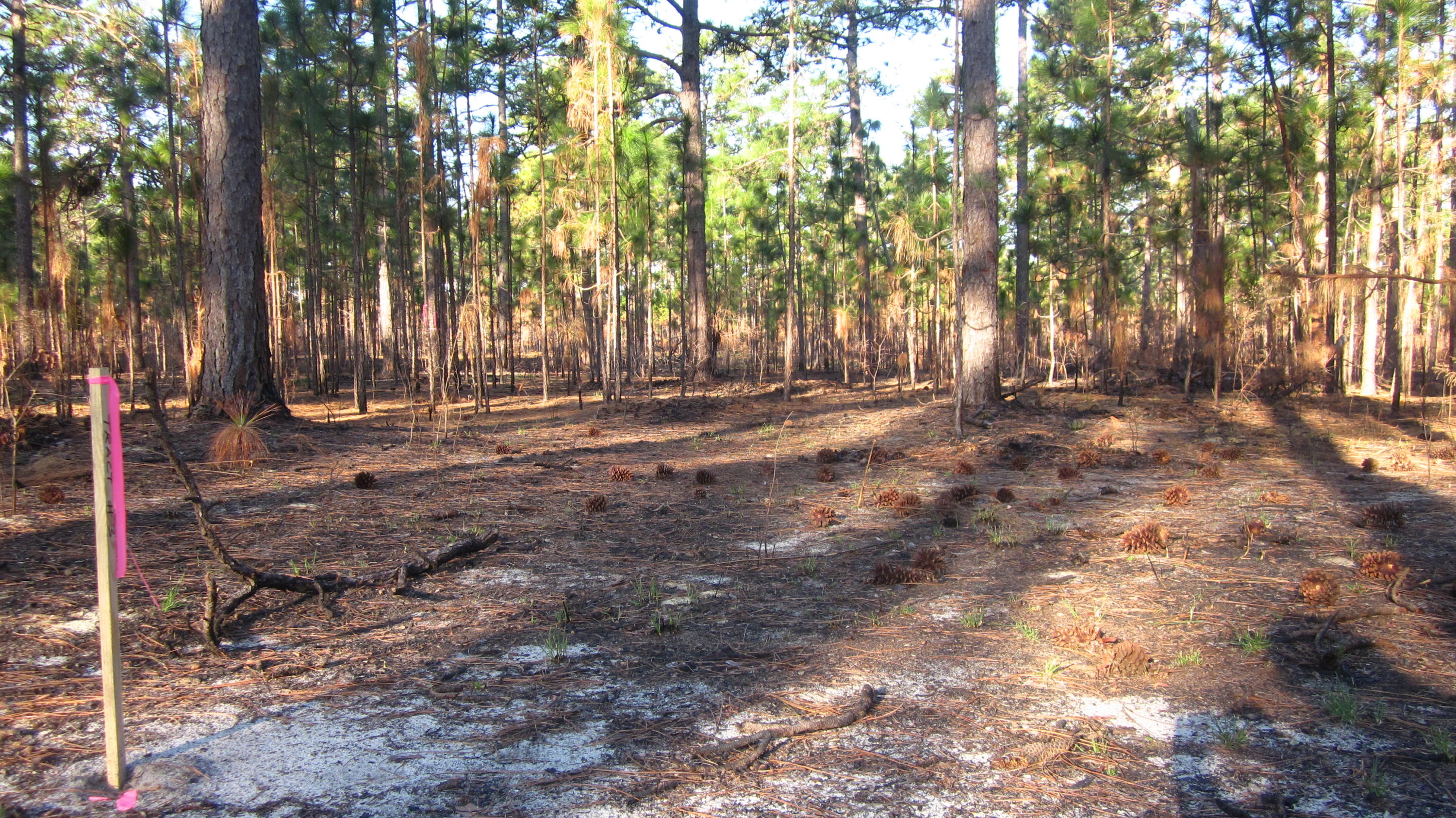 875 Furr Road Vass, NC 28394 - Photo 10 of 11 IMG_5204