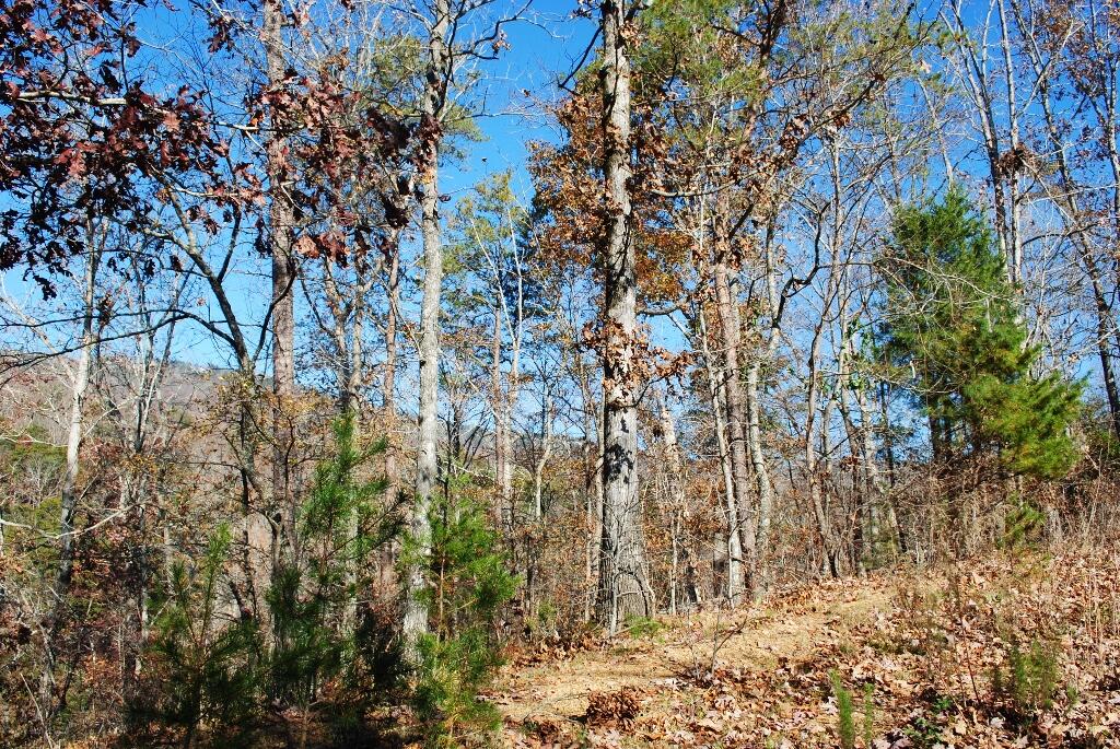 566 Lakeview Drive Rising Fawn, GA 30738 - Photo 17 of 18 DSC_0205 (1024x685)