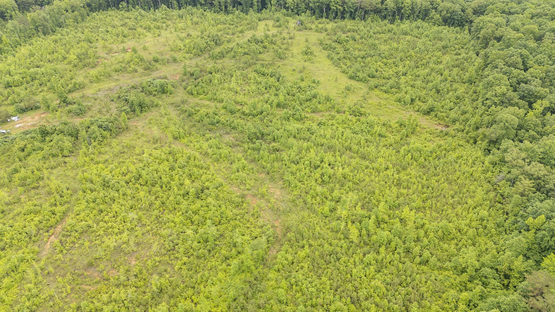 0 Leapwood Enville Road Adamsville, TN 38310 - Photo 24 of 38 a view of a big yard with plants and large trees