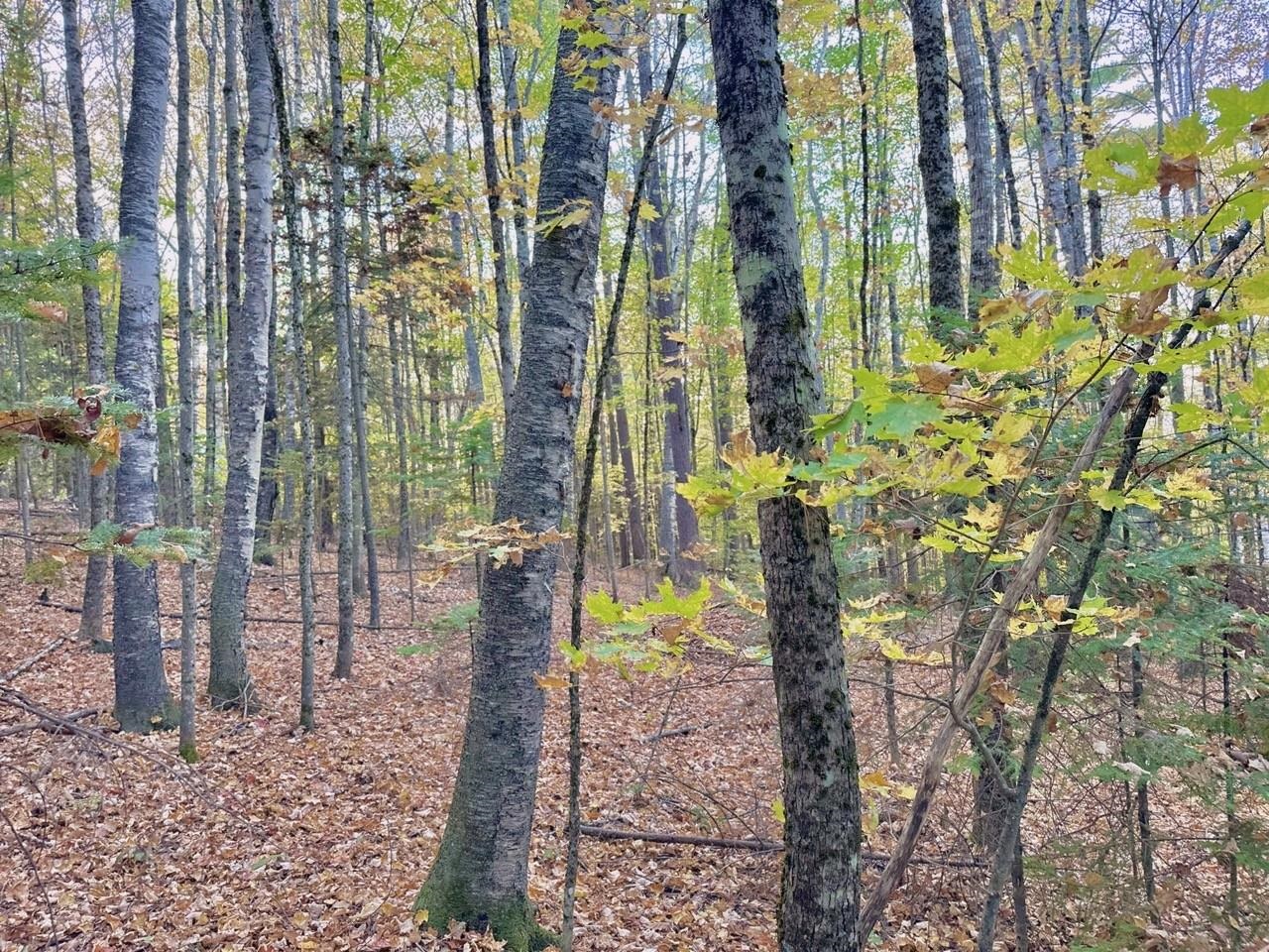 C100 Hodgeman Hill Road Campton, NH 03223 - Photo 11 of 15