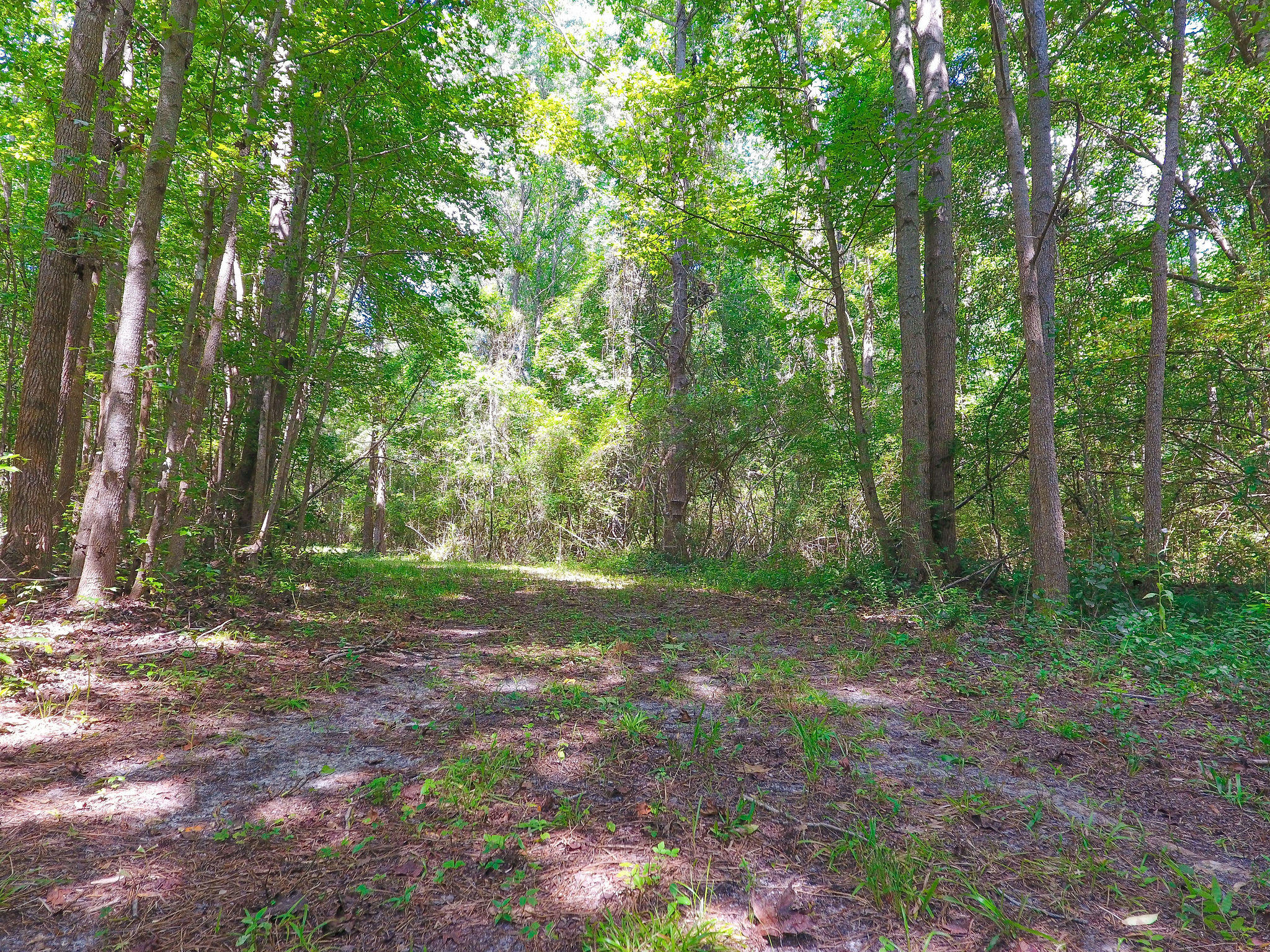 1000 Sniders Highway Ruffin, SC 29475 - Photo 2 of 10 DJI_0008