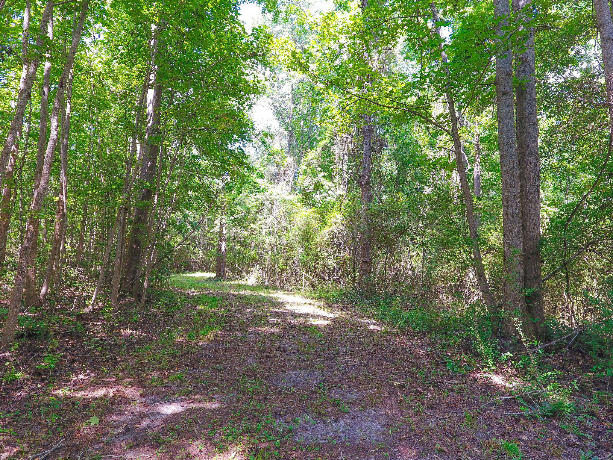 1000 Sniders Highway Ruffin, SC 29475 - Photo 4 of 10 DJI_0010
