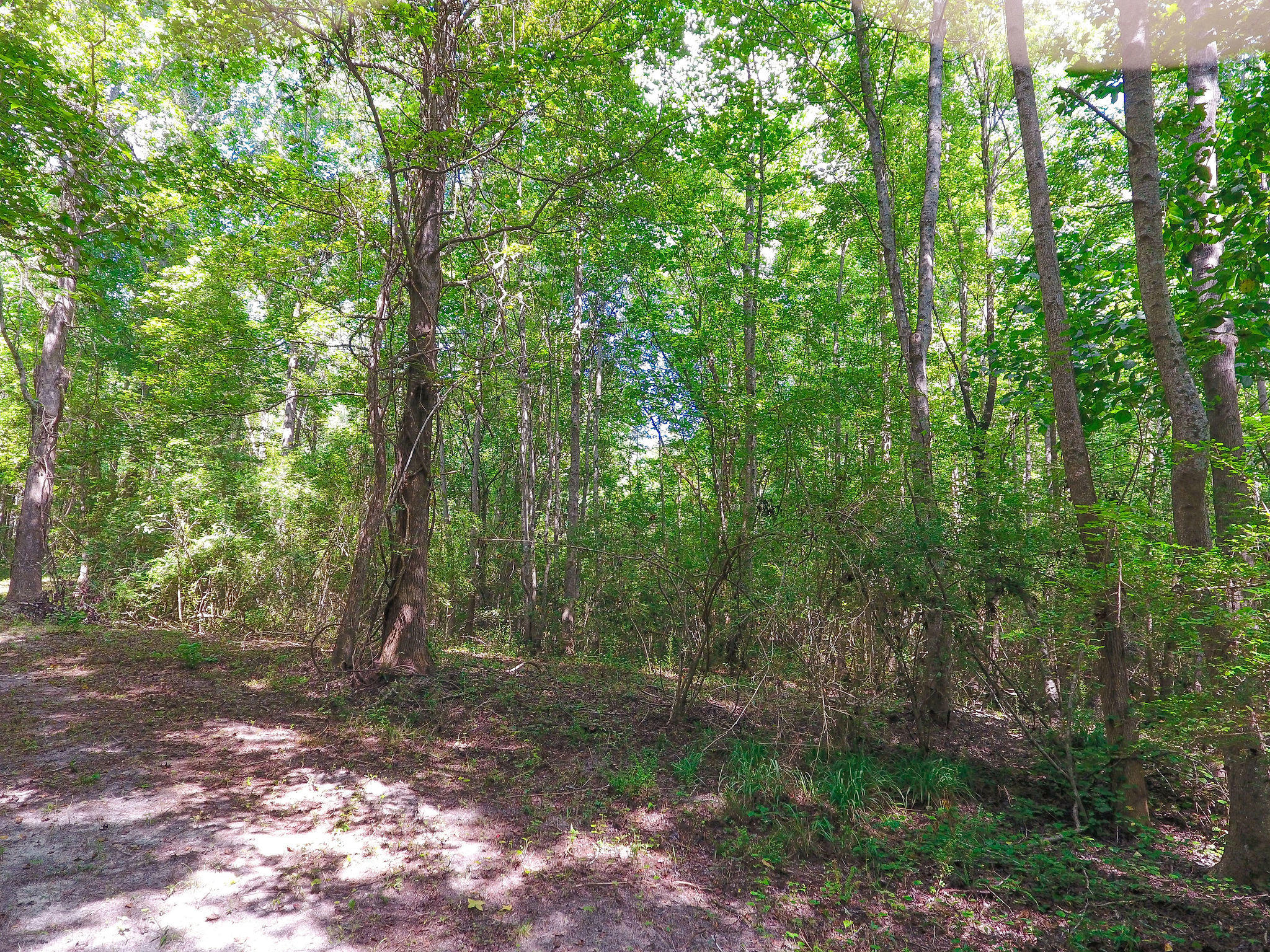 1000 Sniders Highway Ruffin, SC 29475 - Photo 5 of 10 DJI_0016