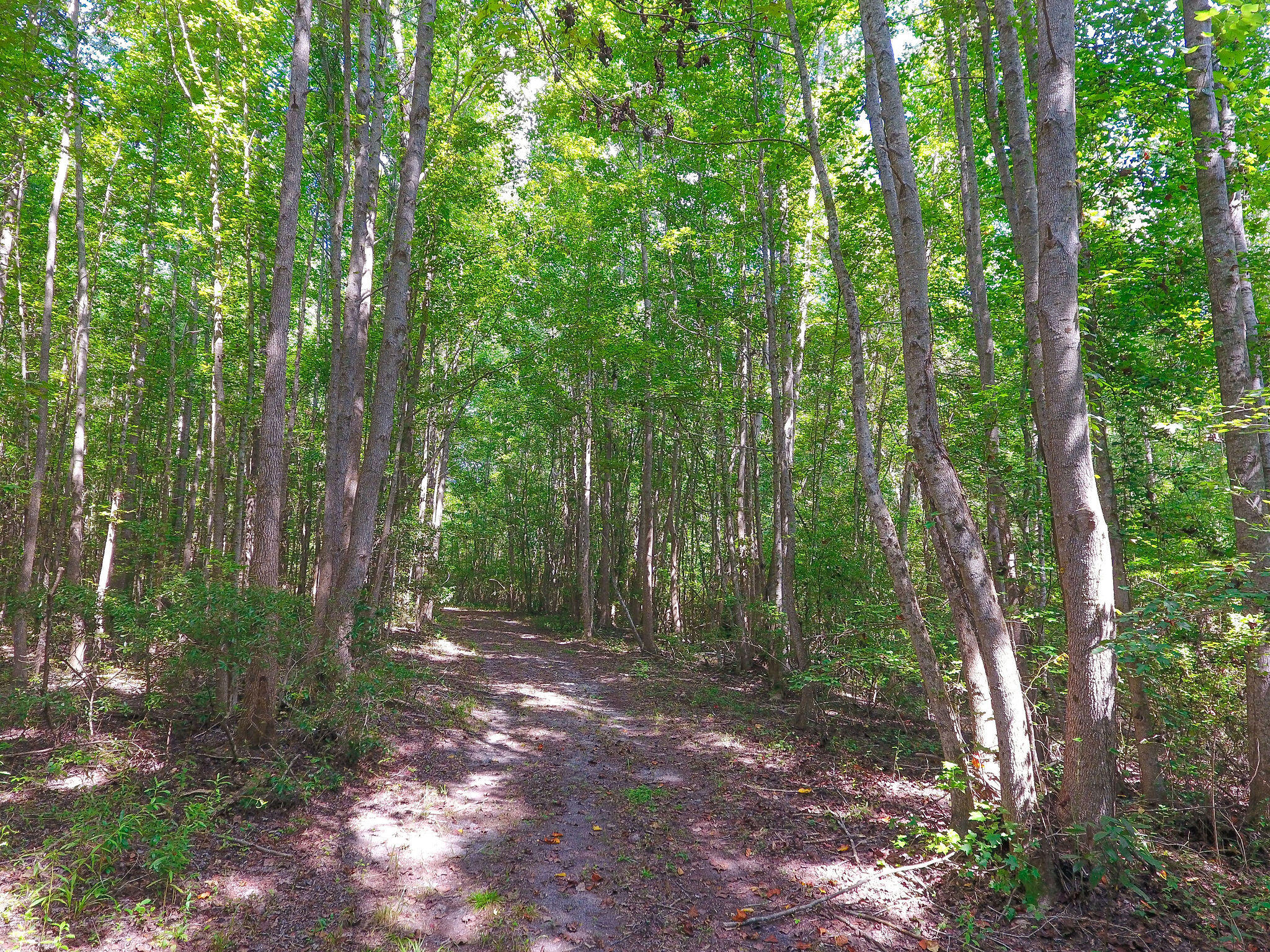 1000 Sniders Highway Ruffin, SC 29475 - Photo 6 of 10 DJI_0012