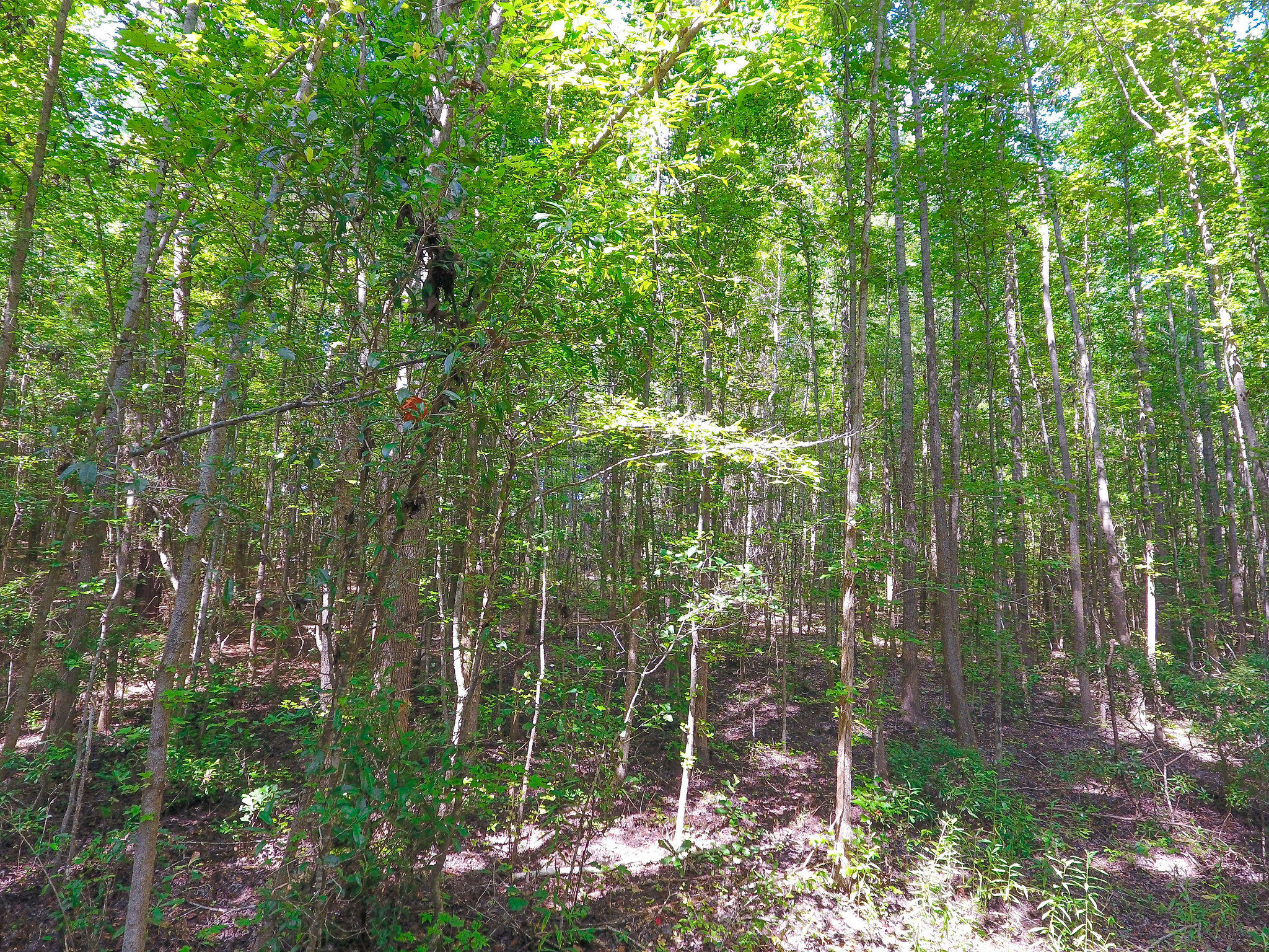 1000 Sniders Highway Ruffin, SC 29475 - Photo 7 of 10 DJI_0013